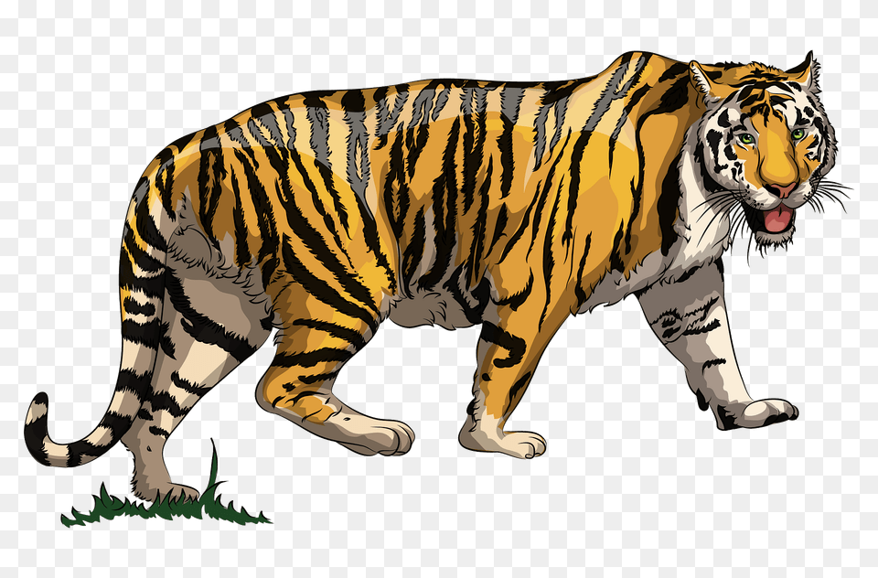 Tiger Clipart, Animal, Mammal, Wildlife Png Image