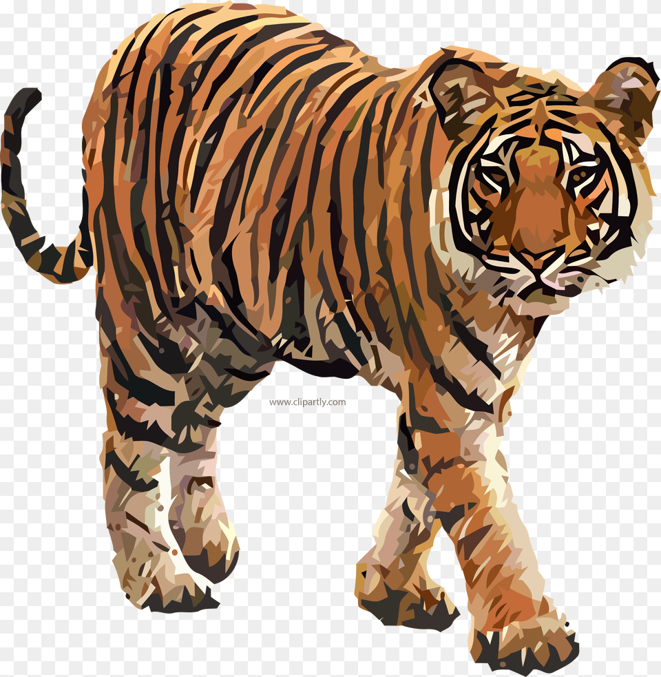 Tiger Clipart, Animal, Mammal, Wildlife Free Png