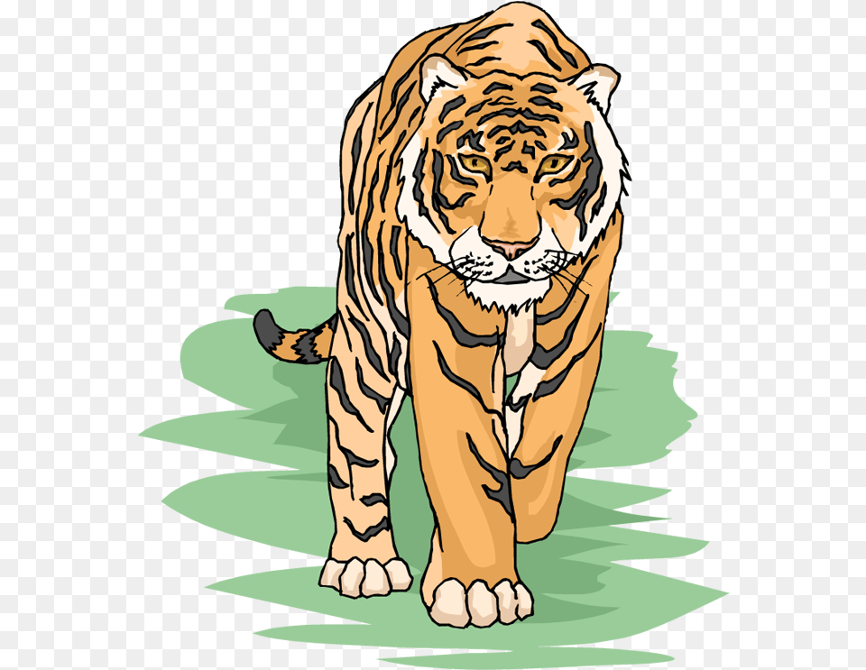 Tiger Clipart, Animal, Mammal, Wildlife Free Png Download