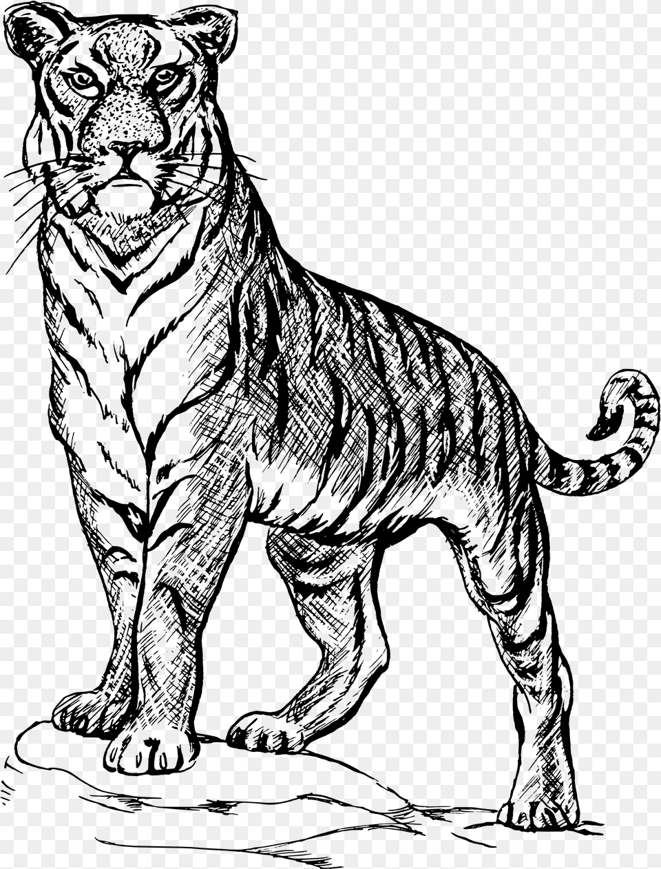 Tiger Clipart Line Drawing Of A Tiger, Gray Free Png Download