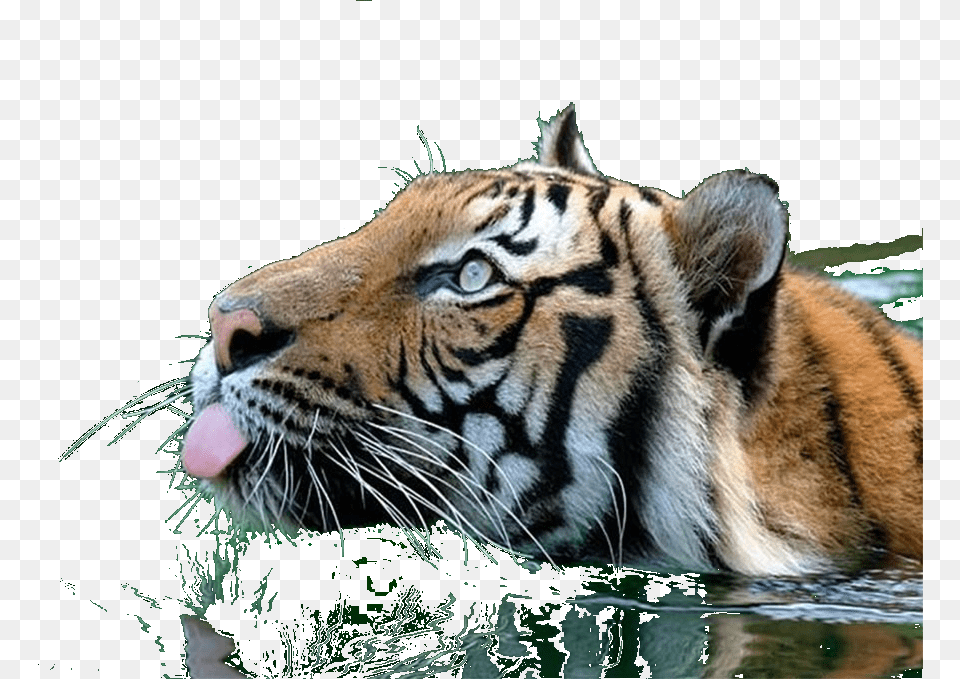 Tiger Clipart Swimming Tiger Gif, Animal, Mammal, Wildlife Png Image