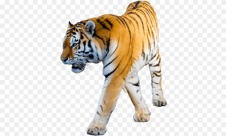 Tiger Clipart Tiger Photo White Background, Animal, Mammal, Wildlife Png
