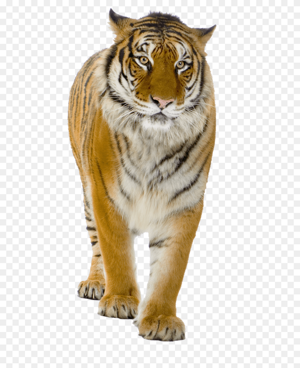 Tiger Close Up, Animal, Mammal, Wildlife Free Png Download