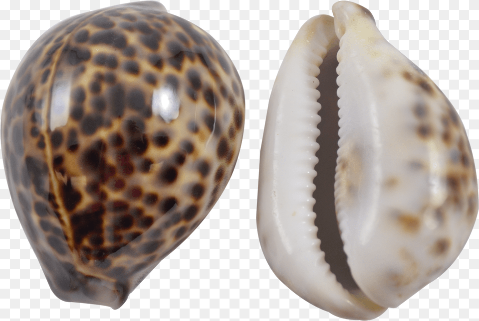 Tiger Cowrie 3 4 Tiger Cowrie Shell Meaning, Animal, Seashell, Sea Life, Invertebrate Free Png