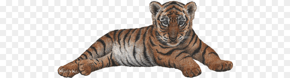 Tiger Cub Tiger Cub, Animal, Mammal, Wildlife Free Transparent Png
