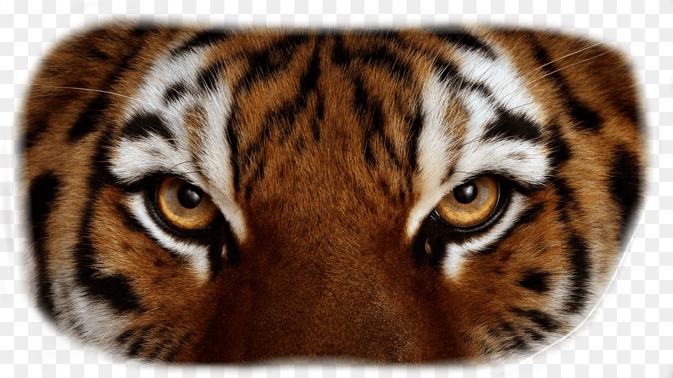 Tiger Eyes Close Up Tiger Eyes, Animal, Mammal, Wildlife Free Png