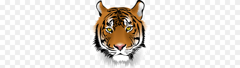 Tiger Face Clipart, Animal, Mammal, Wildlife, Baby Png Image