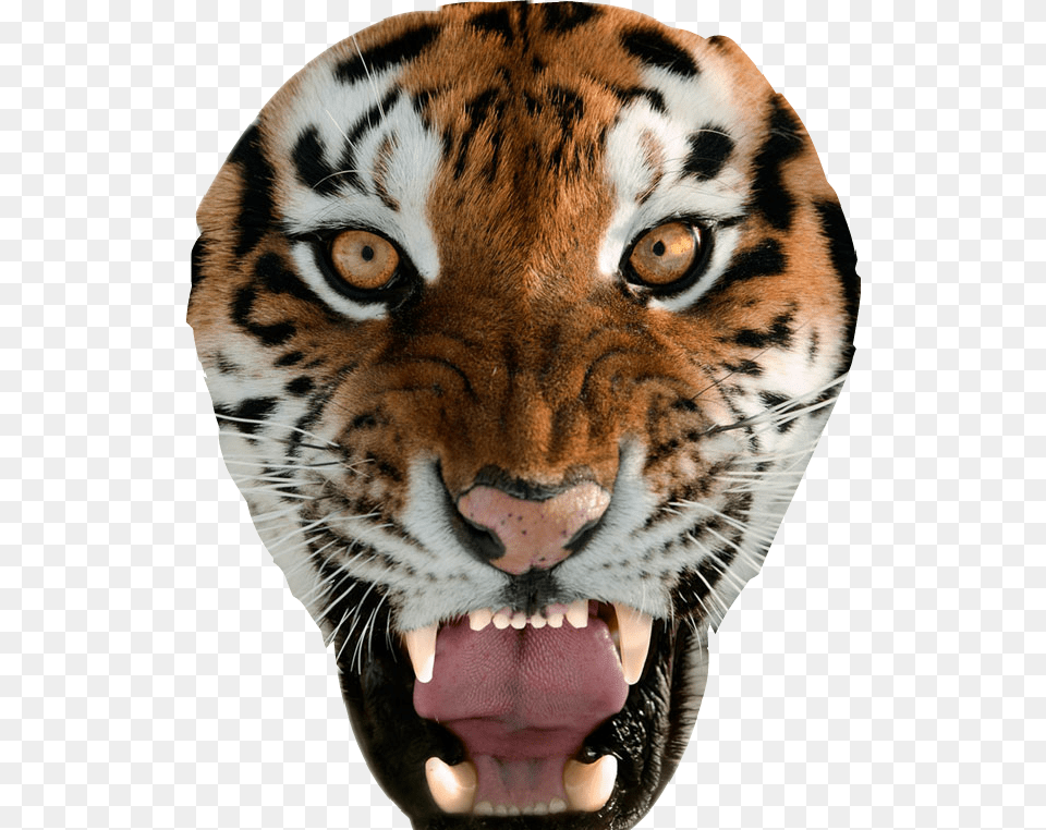 Tiger Face Clipart Womens Tiger Underwear, Animal, Mammal, Wildlife, Body Part Free Png Download