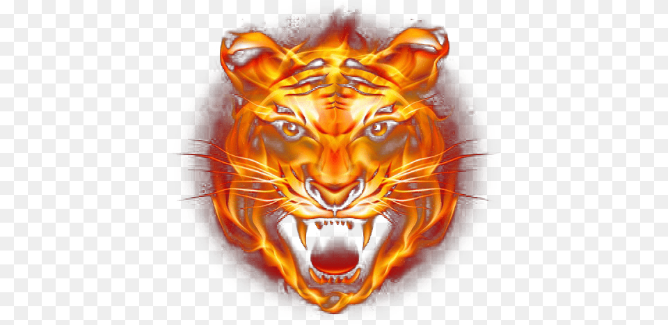Tiger Flame, Animal, Lion, Mammal, Wildlife Free Png Download