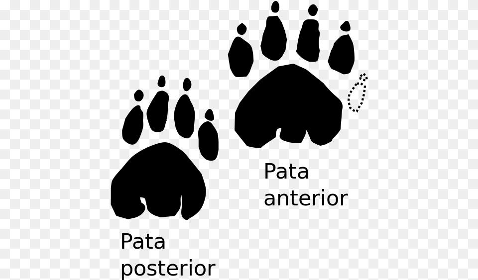 Tiger Footprints, Gray Png Image