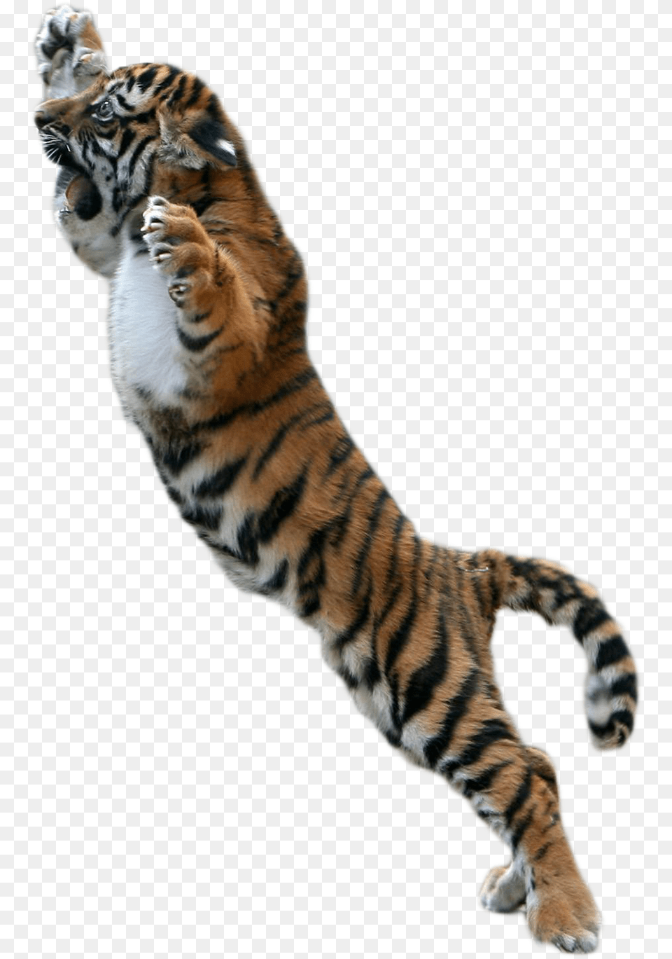 Tiger For Picsart, Animal, Mammal, Wildlife Free Png Download