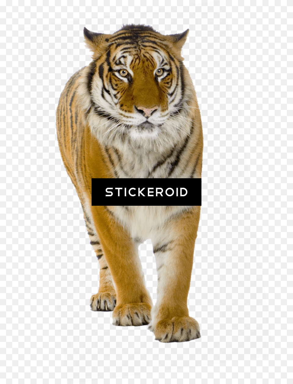 Tiger Front View Background Photo Tiger, Animal, Mammal, Wildlife Free Transparent Png