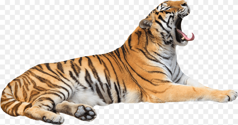 Tiger Hd, Animal, Mammal, Wildlife Free Transparent Png