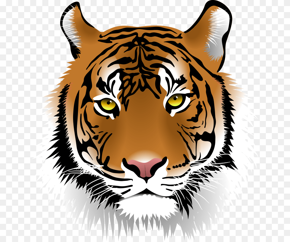 Tiger Head, Animal, Mammal, Wildlife, Baby Free Transparent Png