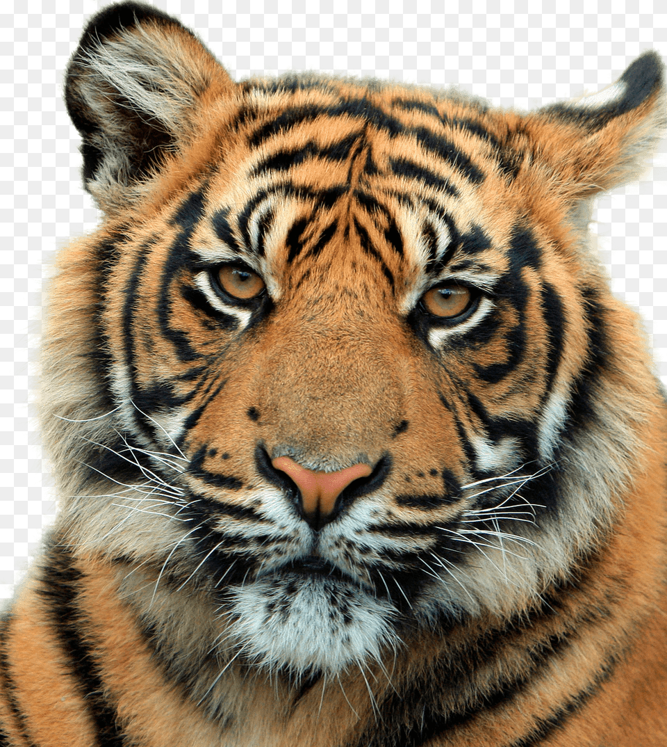 Tiger Head Close Up, Animal, Mammal, Wildlife Free Transparent Png