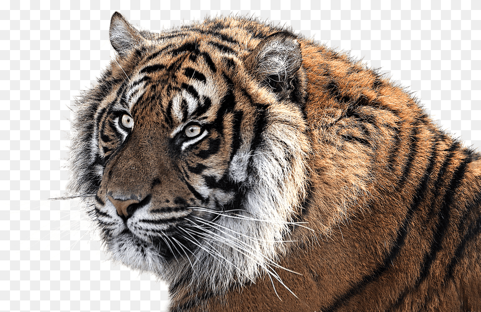 Tiger Head Side View, Animal, Mammal, Wildlife Free Png