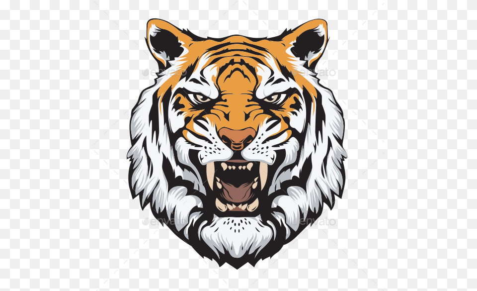Tiger Head Vector Fierce Tiger Face Drawing, Animal, Mammal, Wildlife, Person Png