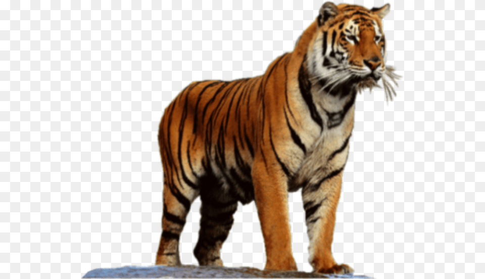 Tiger High Resolution, Animal, Mammal, Wildlife Png