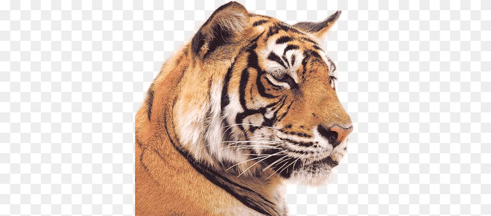 Tiger Image Indian Tiger, Animal, Mammal, Wildlife Free Png Download