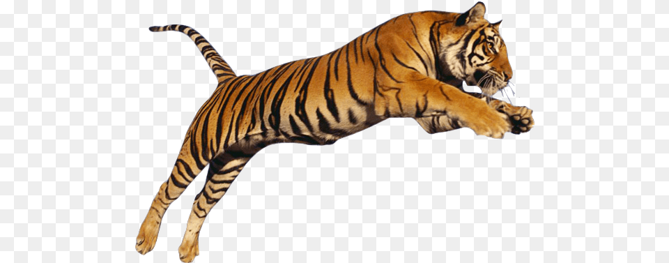 Tiger Jump Running Tiger, Animal, Mammal, Wildlife Png Image
