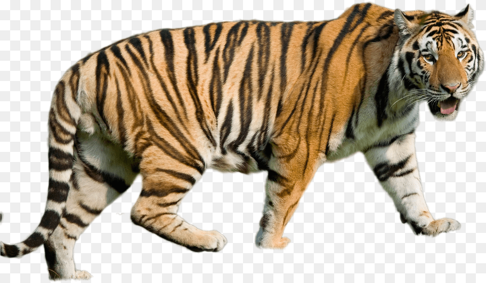 Tiger Louisiana State University, Animal, Mammal, Wildlife Png Image