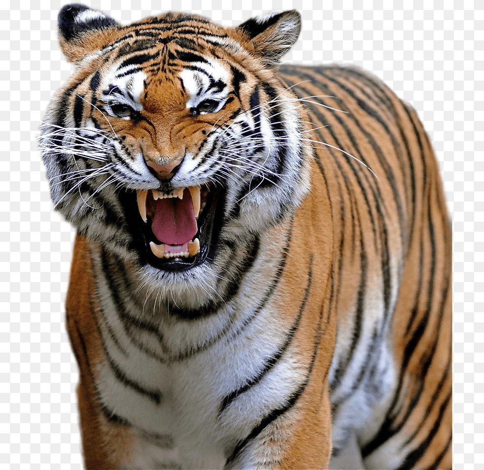 Tiger Image Menacing Animals, Animal, Mammal, Wildlife Png