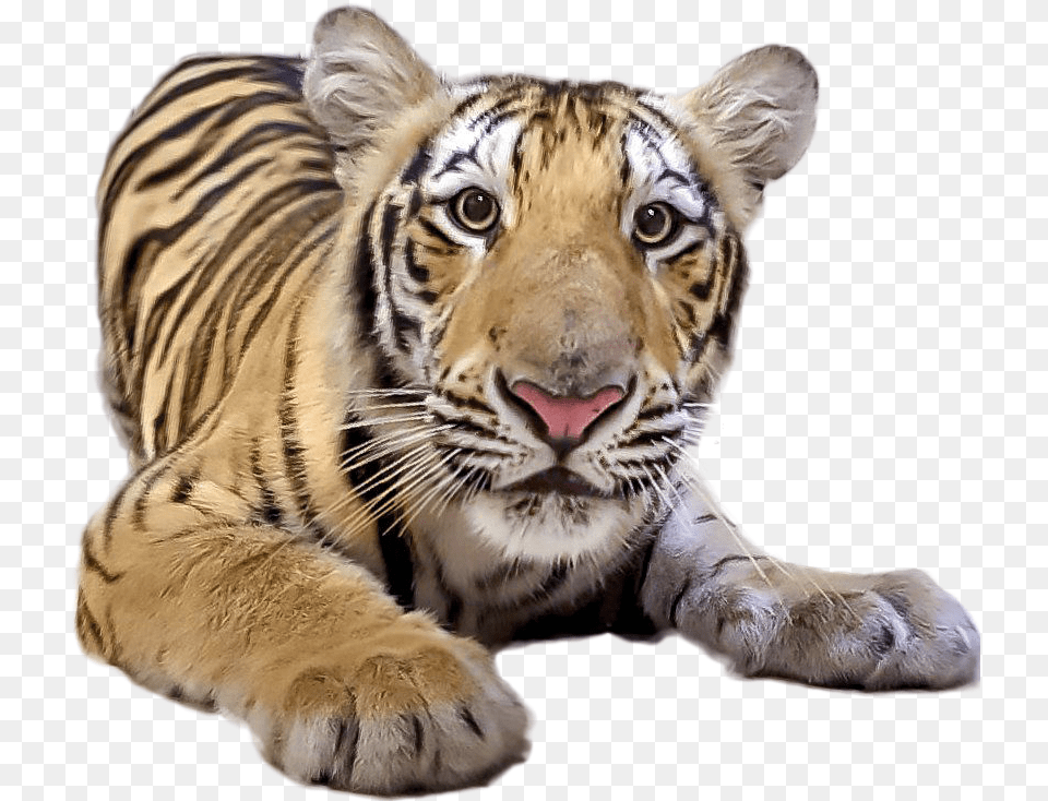 Tiger New Mike The Tiger 2017, Animal, Mammal, Wildlife Png Image