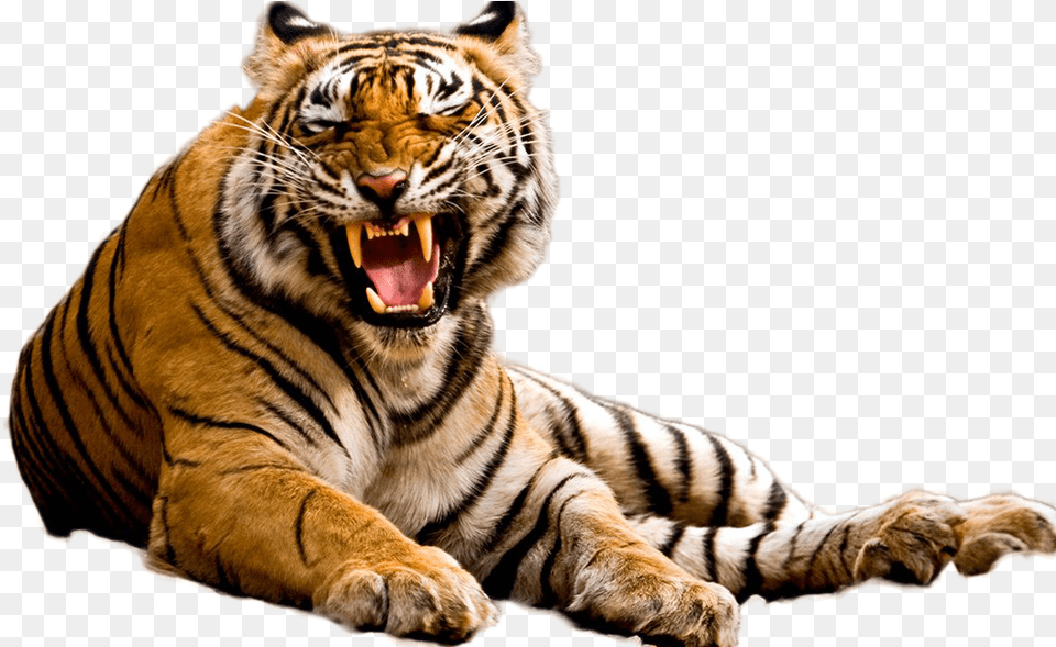Tiger Image Tiger, Animal, Mammal, Wildlife Free Png