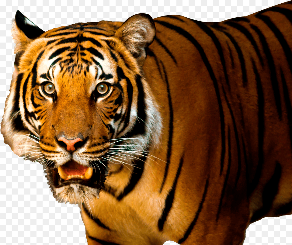 Tiger Tiger Hd Png Image