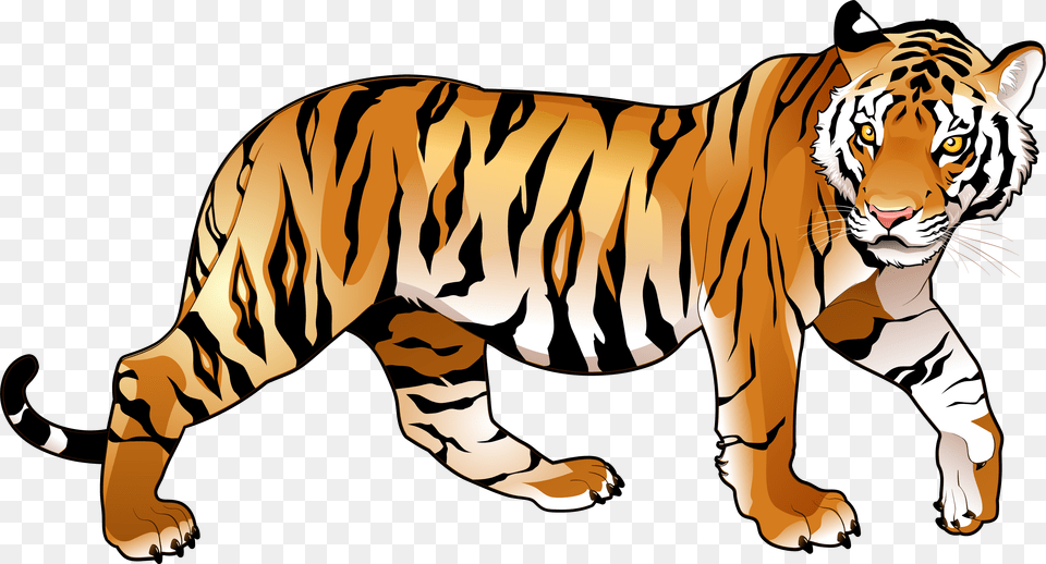 Tiger Images The Deadly Asian Cat Only, Animal, Mammal, Wildlife Free Png Download