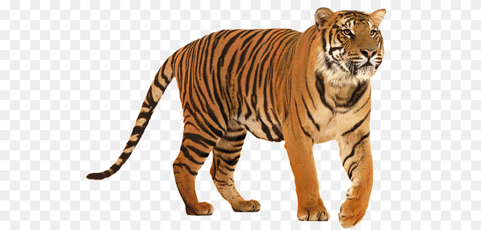 Tiger Images Tiger, Animal, Mammal, Wildlife Png Image
