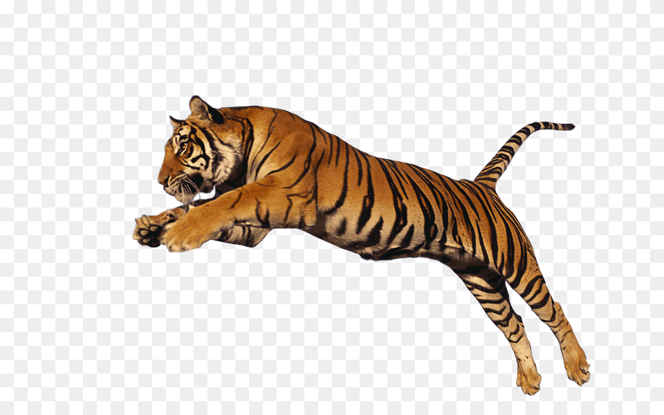 Tiger Jump High, Animal, Mammal, Wildlife Free Png Download