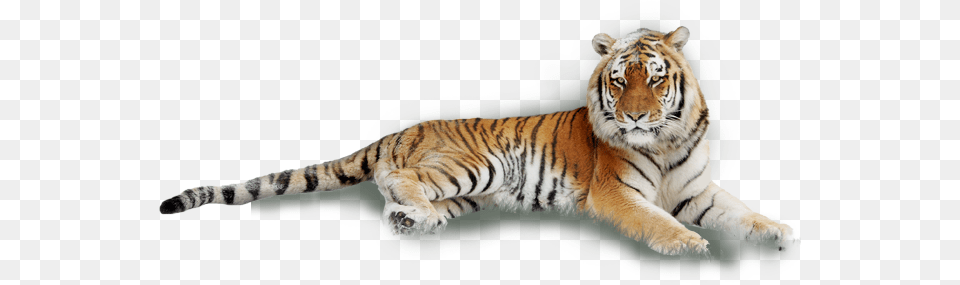 Tiger Laying Down White Background, Animal, Mammal, Wildlife Free Png