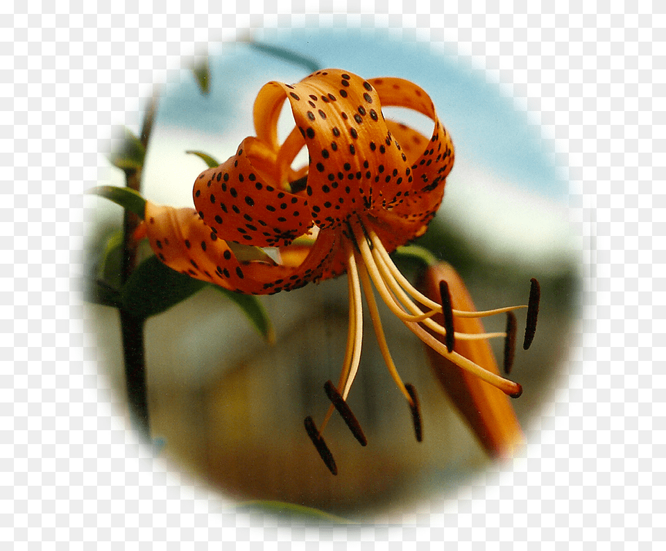 Tiger Lily, Flower, Plant Free Transparent Png