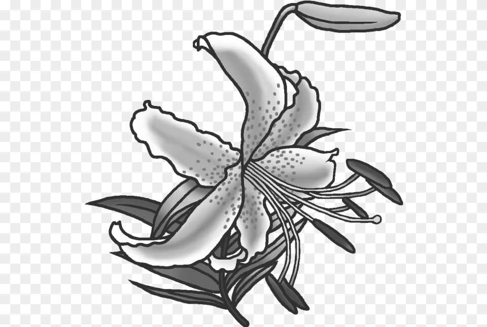 Tiger Lily, Flower, Plant, Anther, Animal Free Transparent Png