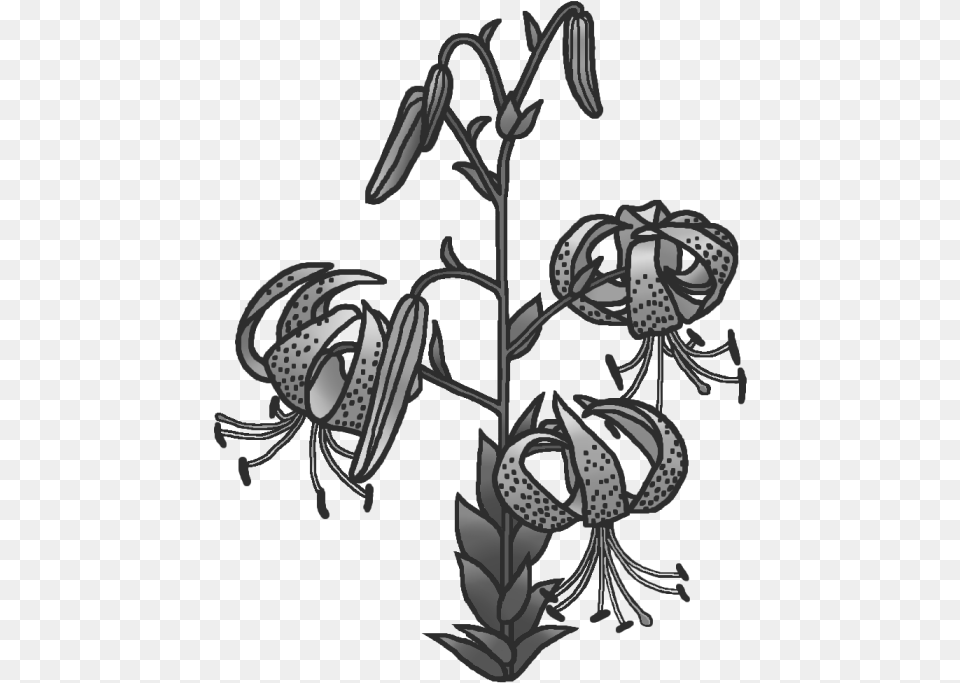 Tiger Lily, Flower, Plant, Art, Chandelier Png Image