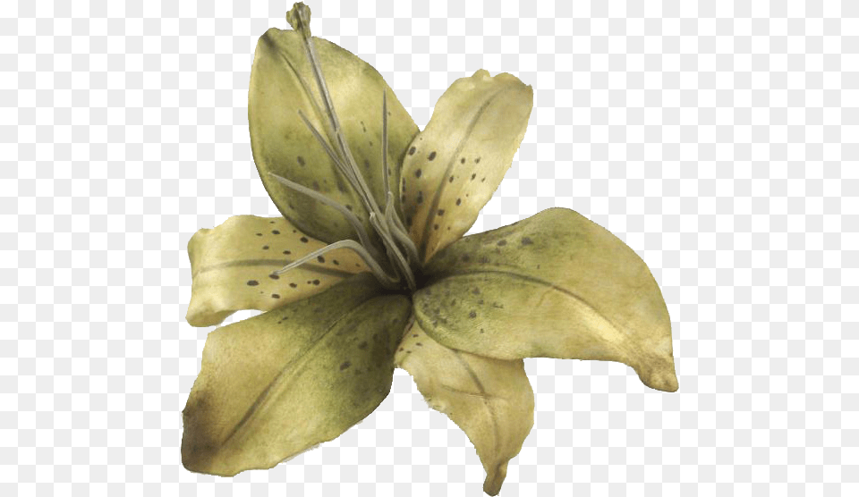 Tiger Lily, Flower, Plant, Anther, Petal Png Image