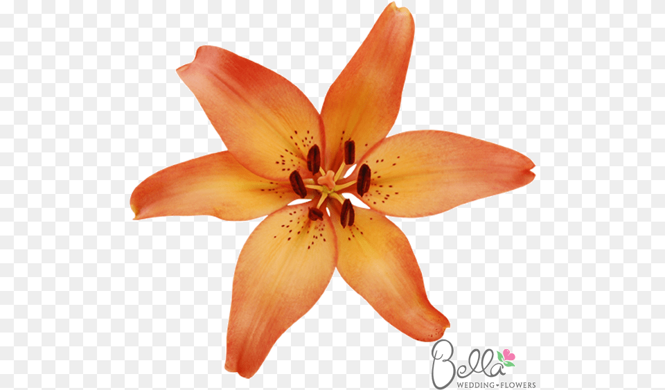 Tiger Lily, Flower, Plant, Anther, Petal Free Png Download