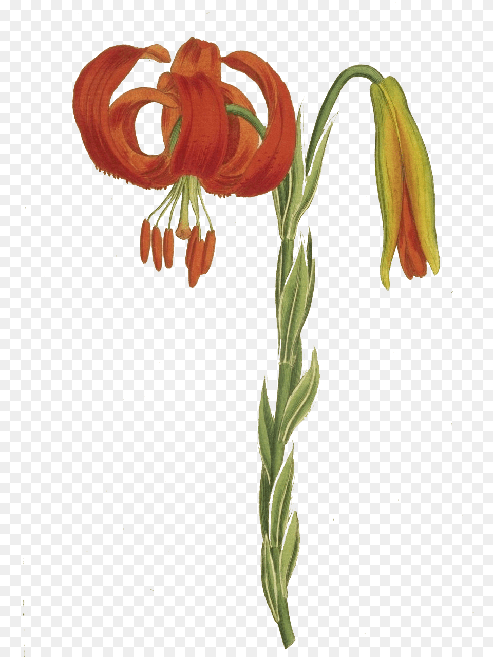 Tiger Lily, Flower, Plant, Anther Free Transparent Png