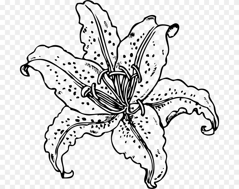 Tiger Lily Cliparts Lily Flower Outline, Gray Png Image