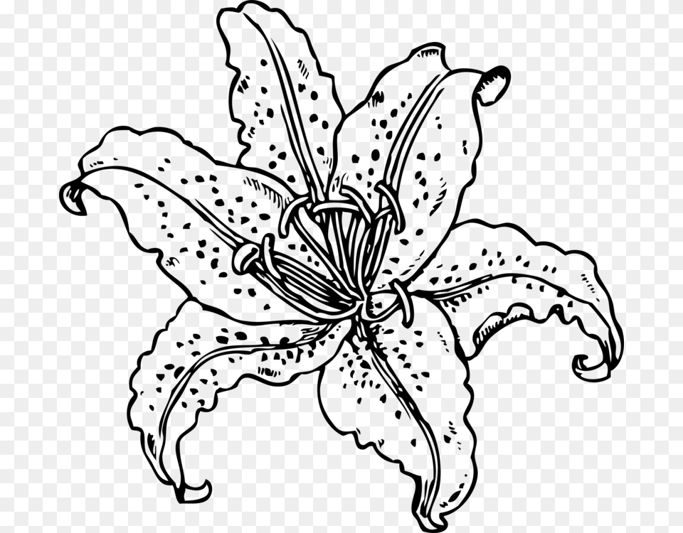 Tiger Lily Coloring Pages, Gray Free Png Download