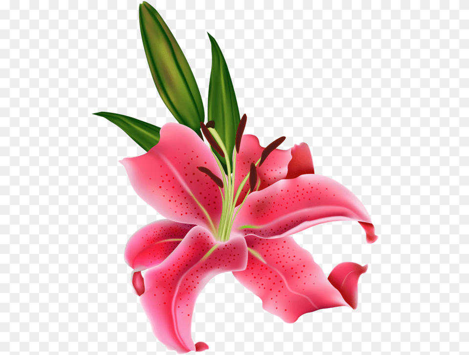 Tiger Lily Easter Lily Arumlily Plant Flora Stargazer Lily, Flower, Petal Png