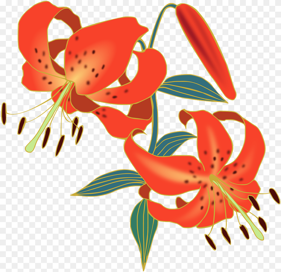 Tiger Lily Flower, Plant, Anther Free Transparent Png