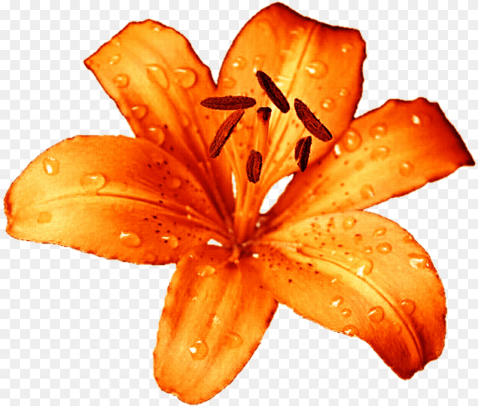 Tiger Lily Flower, Anther, Plant, Petal Png Image