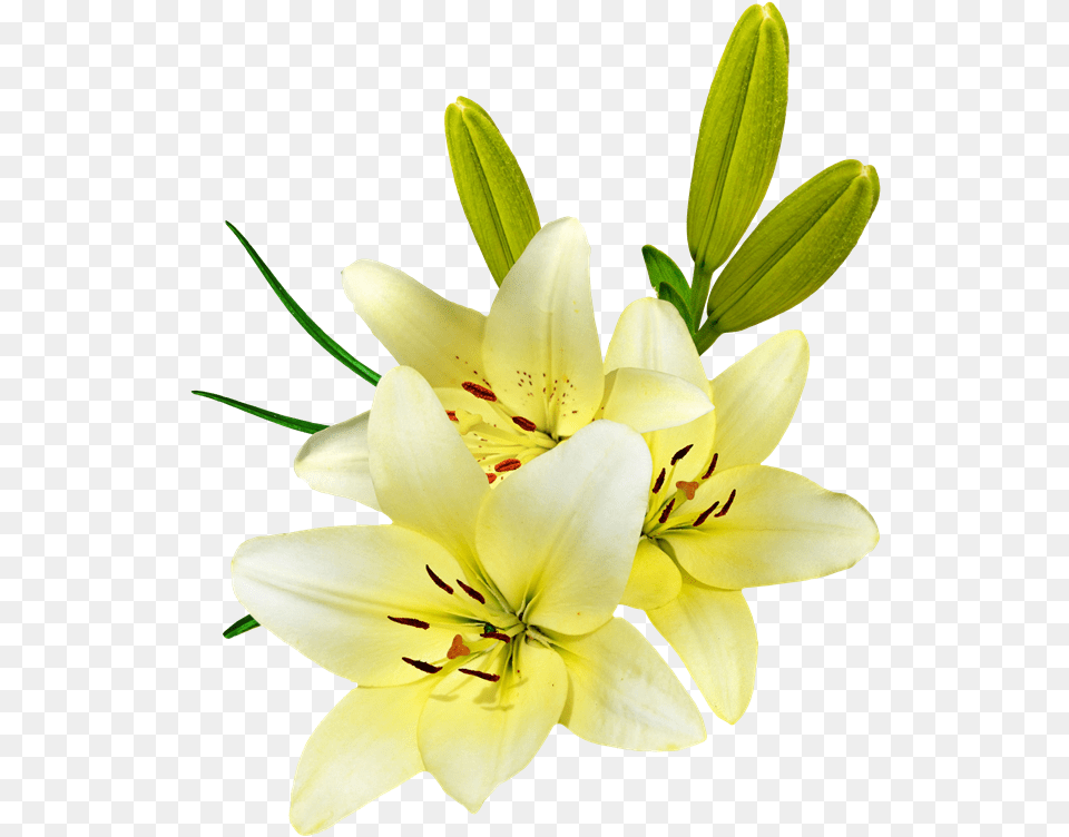 Tiger Lily Giglio Fiore Sfondo Bianco, Flower, Plant Free Png