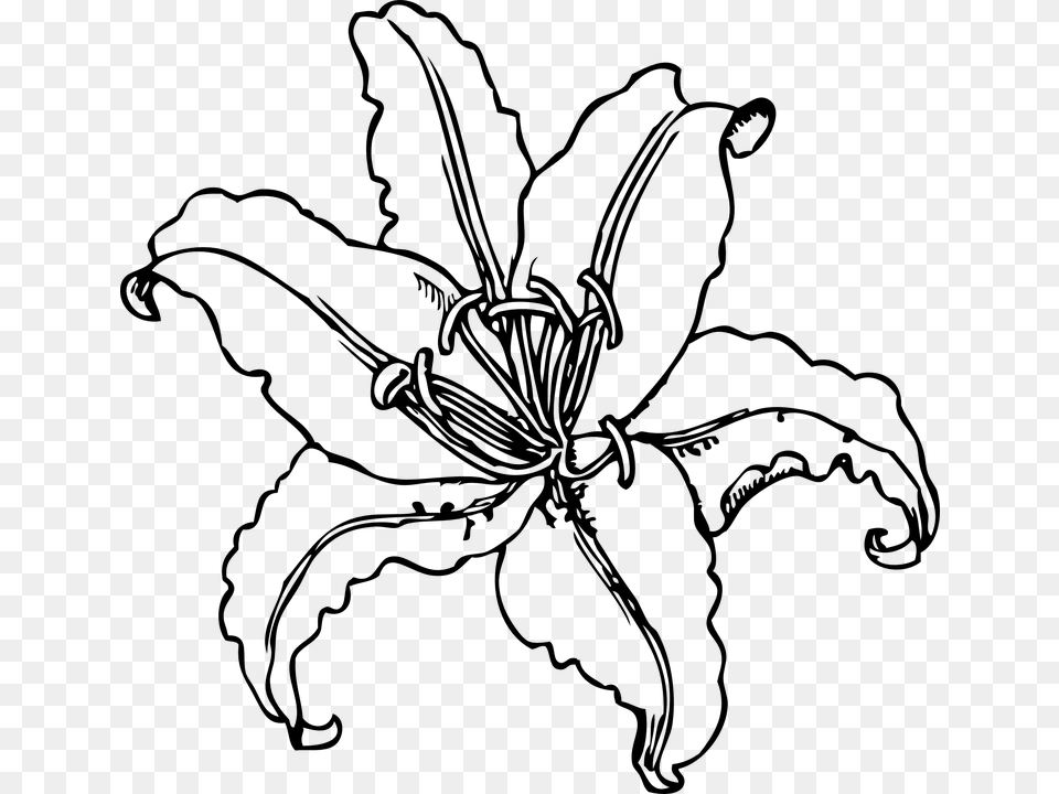 Tiger Lily Lily Flower Outline Black And White Lily Clip Art, Gray Free Png