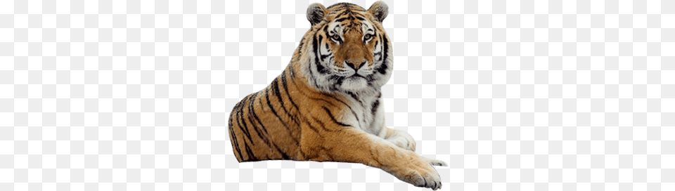 Tiger Looking, Animal, Mammal, Wildlife Free Png