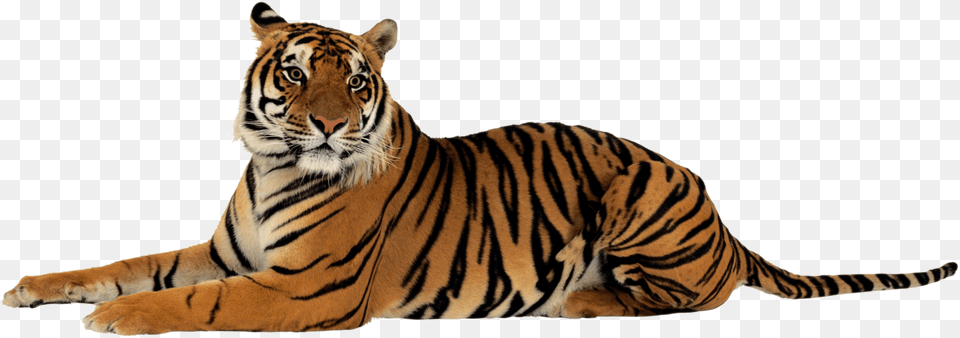 Tiger Lying Down Looking Right, Animal, Mammal, Wildlife Free Transparent Png