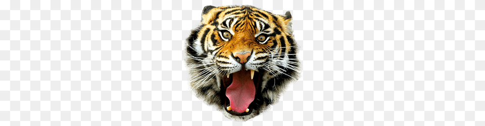 Tiger Mask, Animal, Mammal, Wildlife Free Png