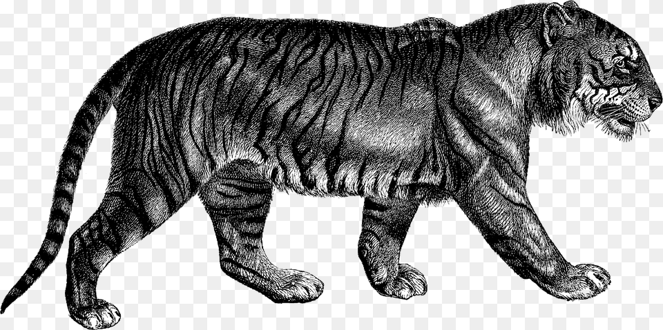 Tiger Mischief Managed Modern Compiler Implementation In Ml, Animal, Bear, Mammal, Wildlife Free Transparent Png
